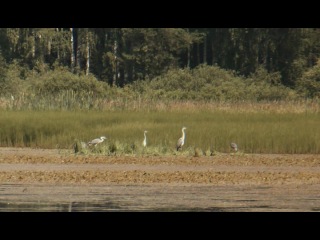 sparrow (2010) yuri schiller